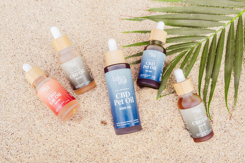 Display of our different types of CBD oil tincures, nestled on a sandy beach with a green plant.